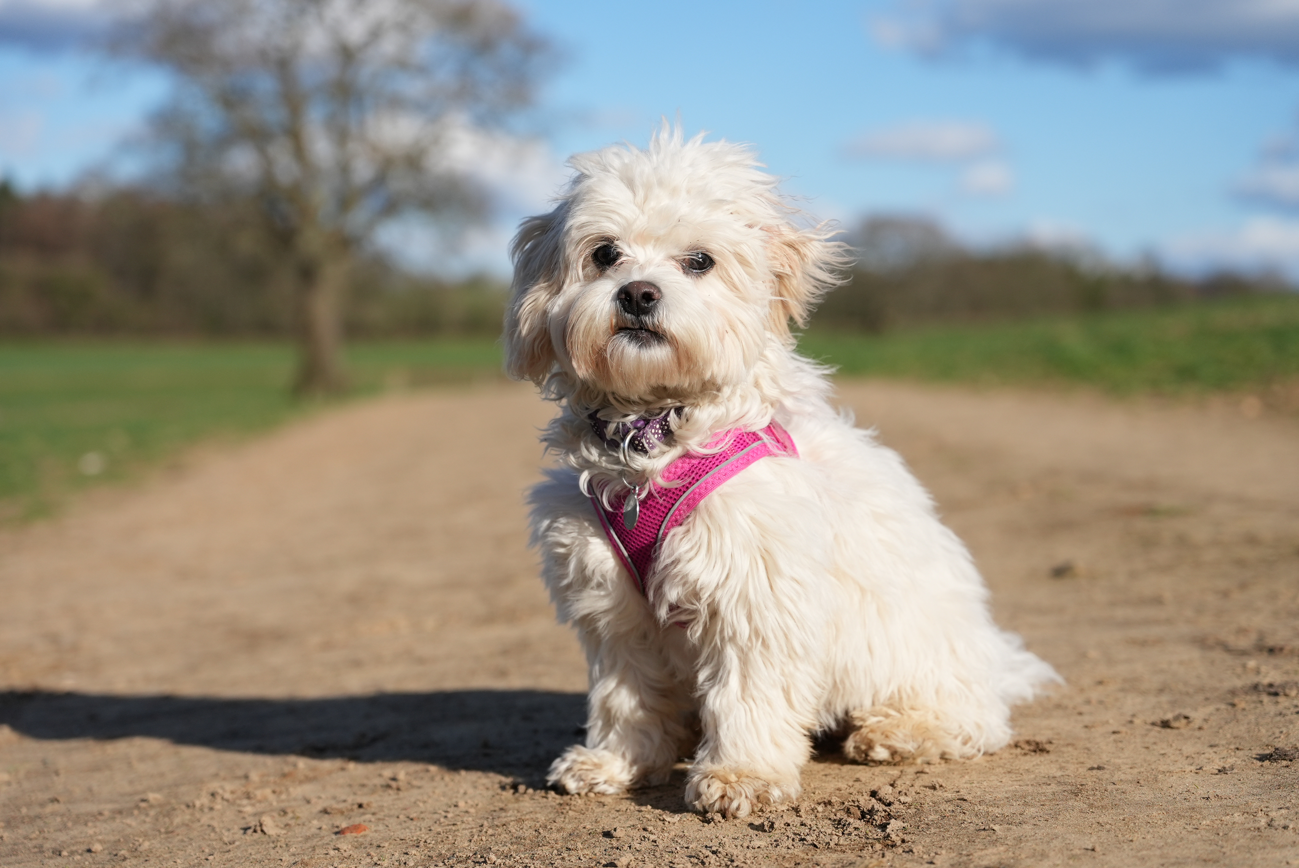 A dog standing on a gravel pathway