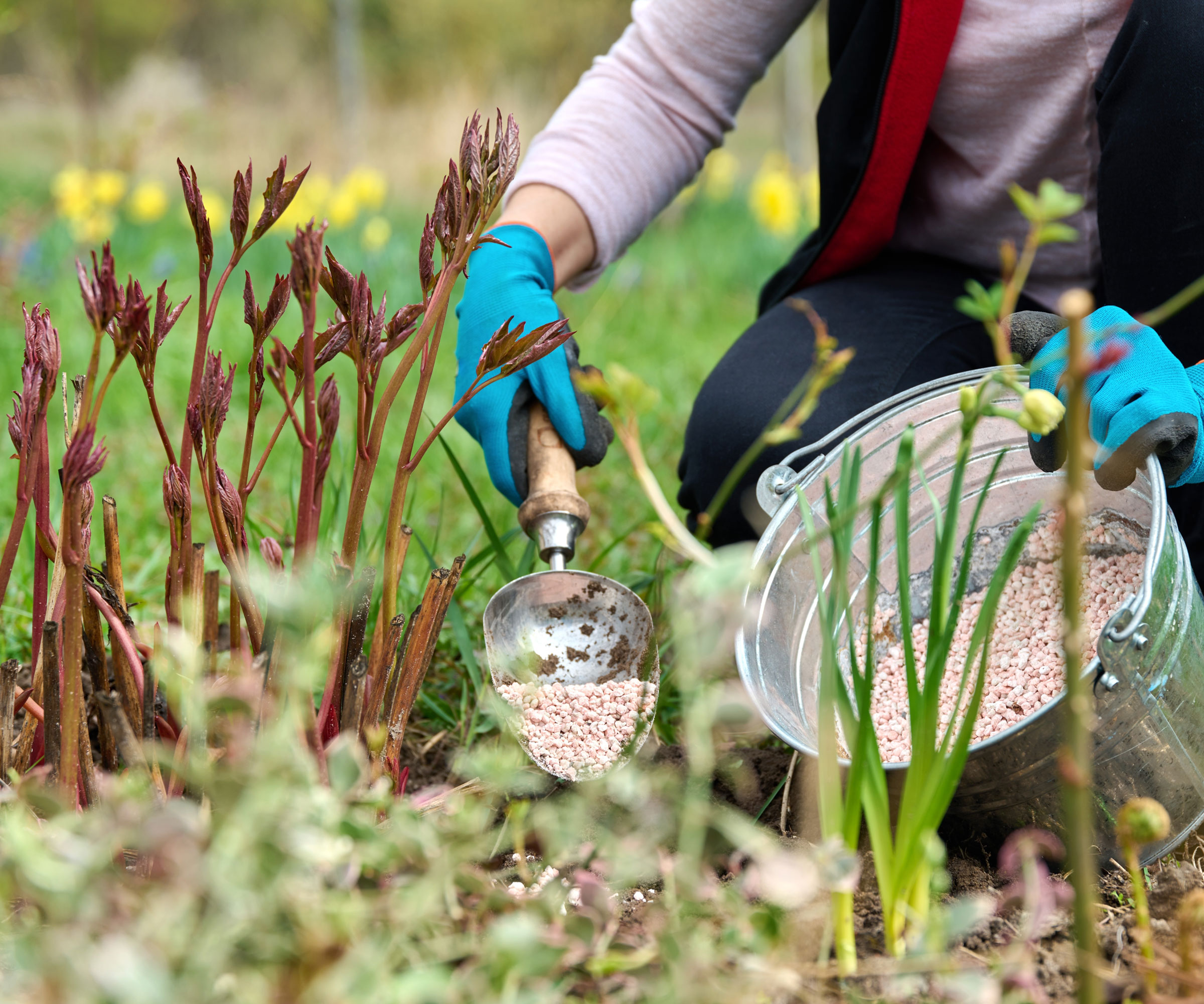fertilizing peonies with trowel of granular fertilizer wearing blue gardening gloves