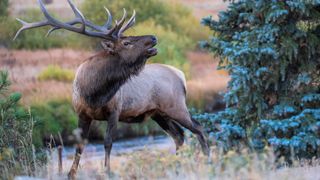Bull elk bugling at Rocky Mountain National Park