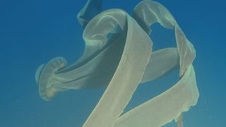 A brownish giant phantom jellyfish swimming in the blue water.