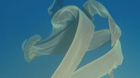 A giant phantom jellyfish (Stygiomedusa gigantea) encountered off the Antarctic Peninsula during a Viking cruise.