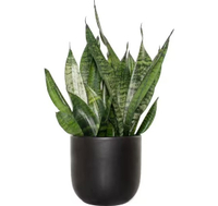 Snake plants:from $14 at Home Depot