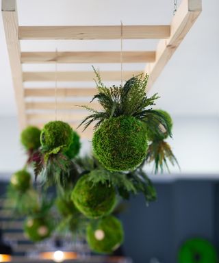 Hanging kokedama plants