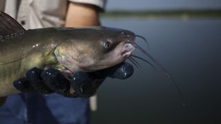 Man holding catfish