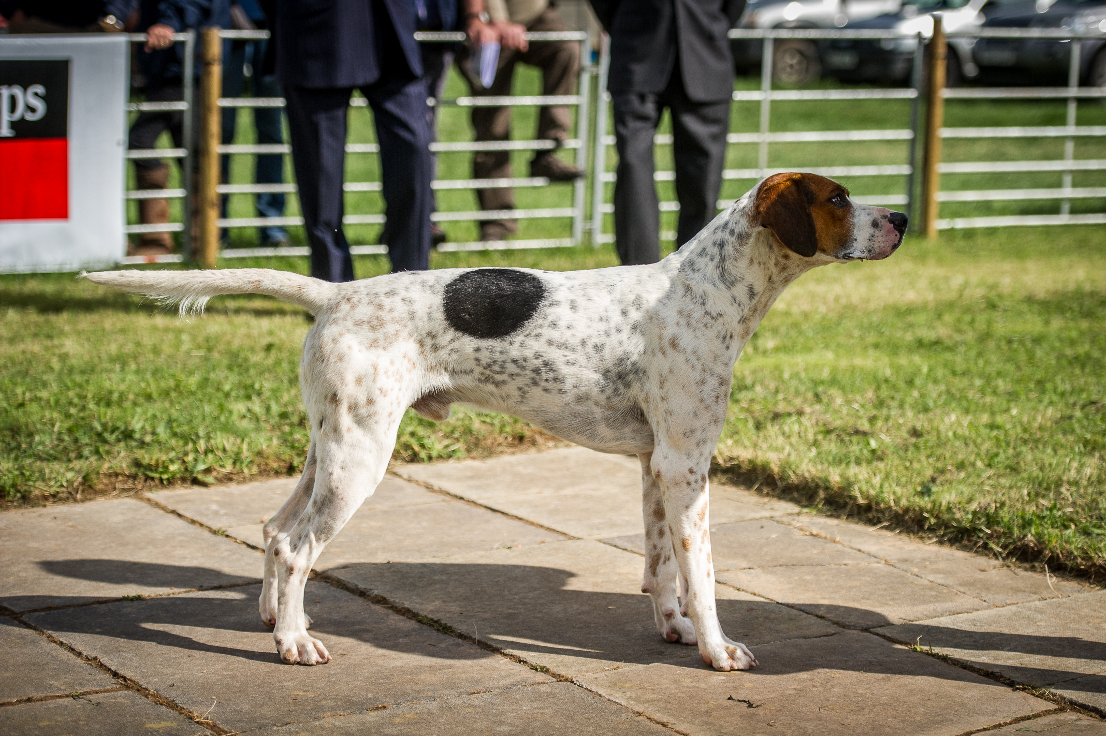 West of England Hound Show 2016 Honiton &mdash; The Devon and Somerset Staghounds took the doghound championship with their entered class winner Lawyer 15
