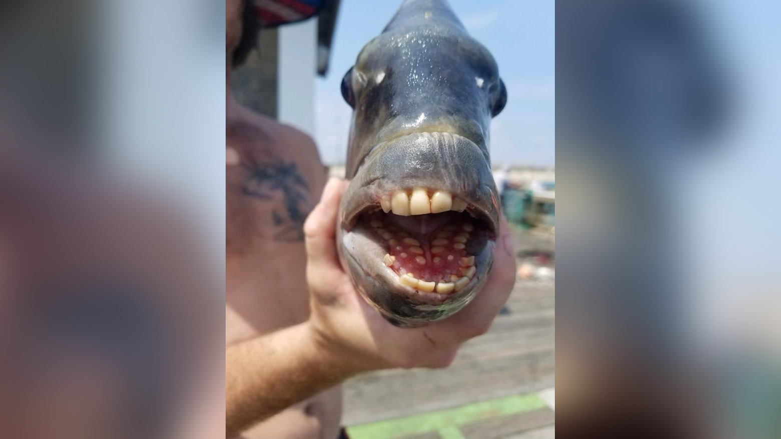 Meet the sheepshead fish, a common Atlantic coast swimmer with a very crunchy diet.