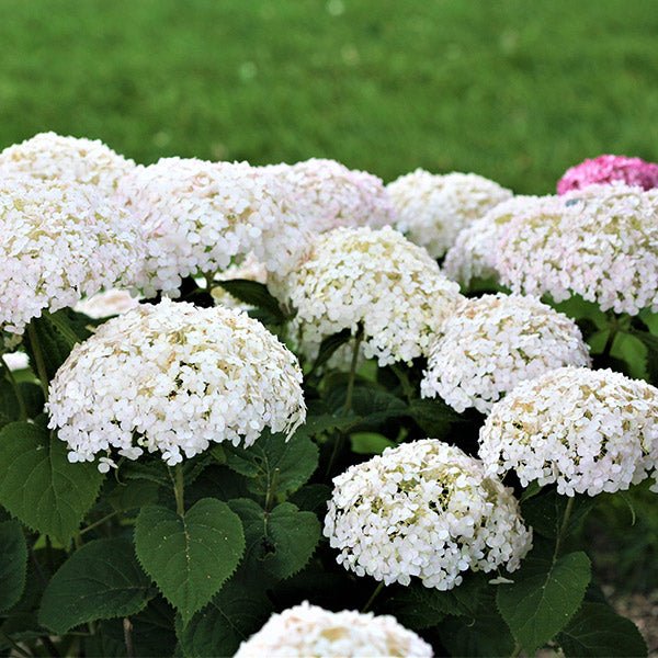 Invincibelle Wee White&amp;reg; Hydrangea