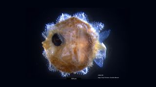 Tiny larval sunfish look nothing like the adults.