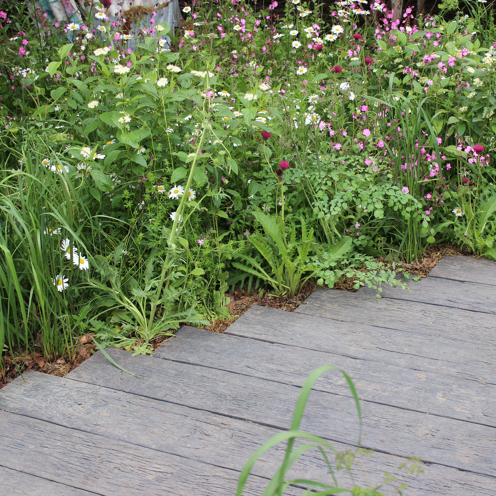 Meadow planting around pavers