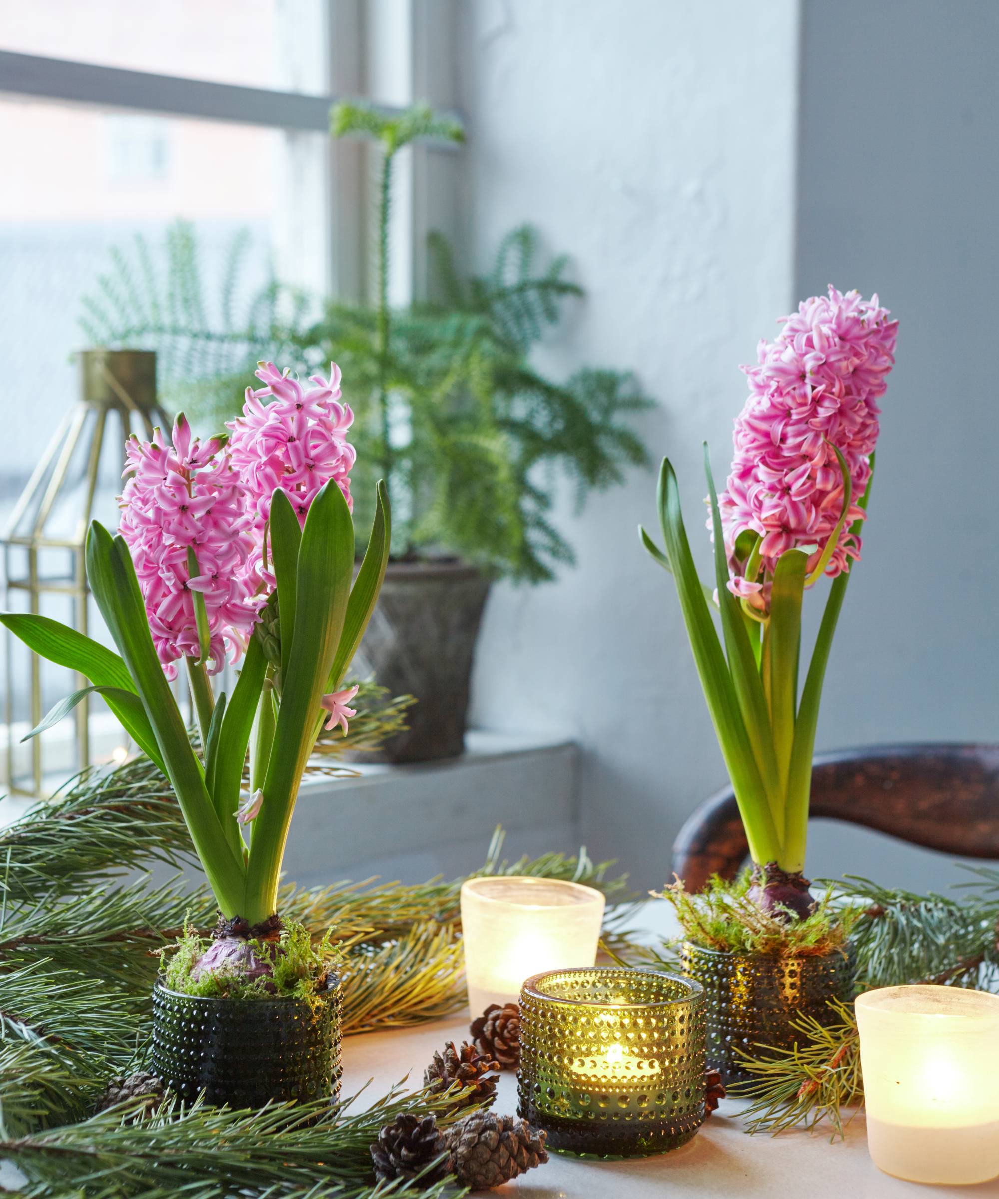 Hyacinths for Christmas decorations