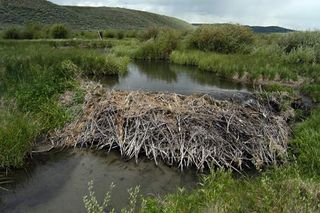Beaver lodges, like this one in Wyoming, can help preserve local watersheds and habitat for wildlife. They provide critical habitat to some migratory songbirds.