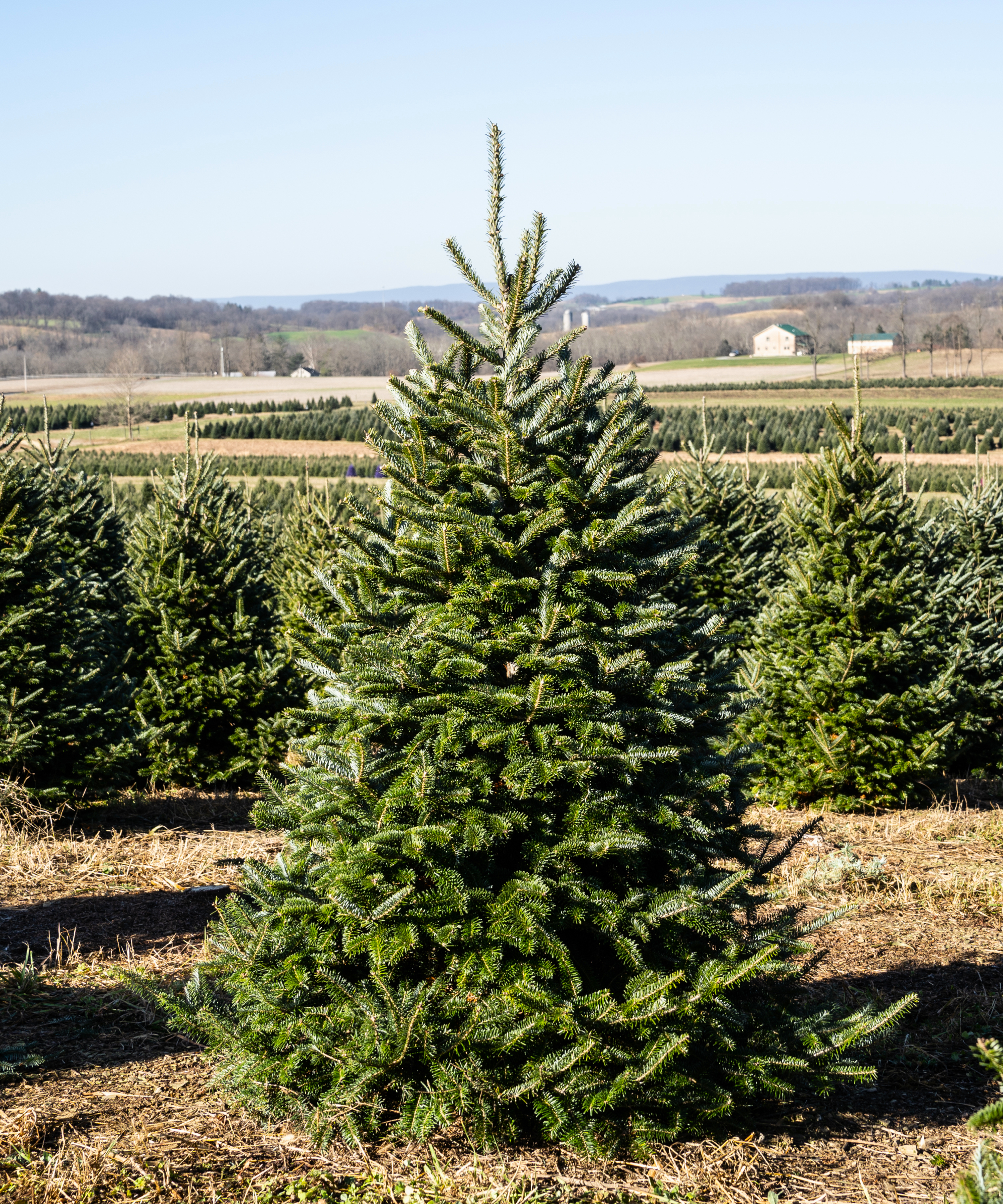 fraser fir tree on farm
