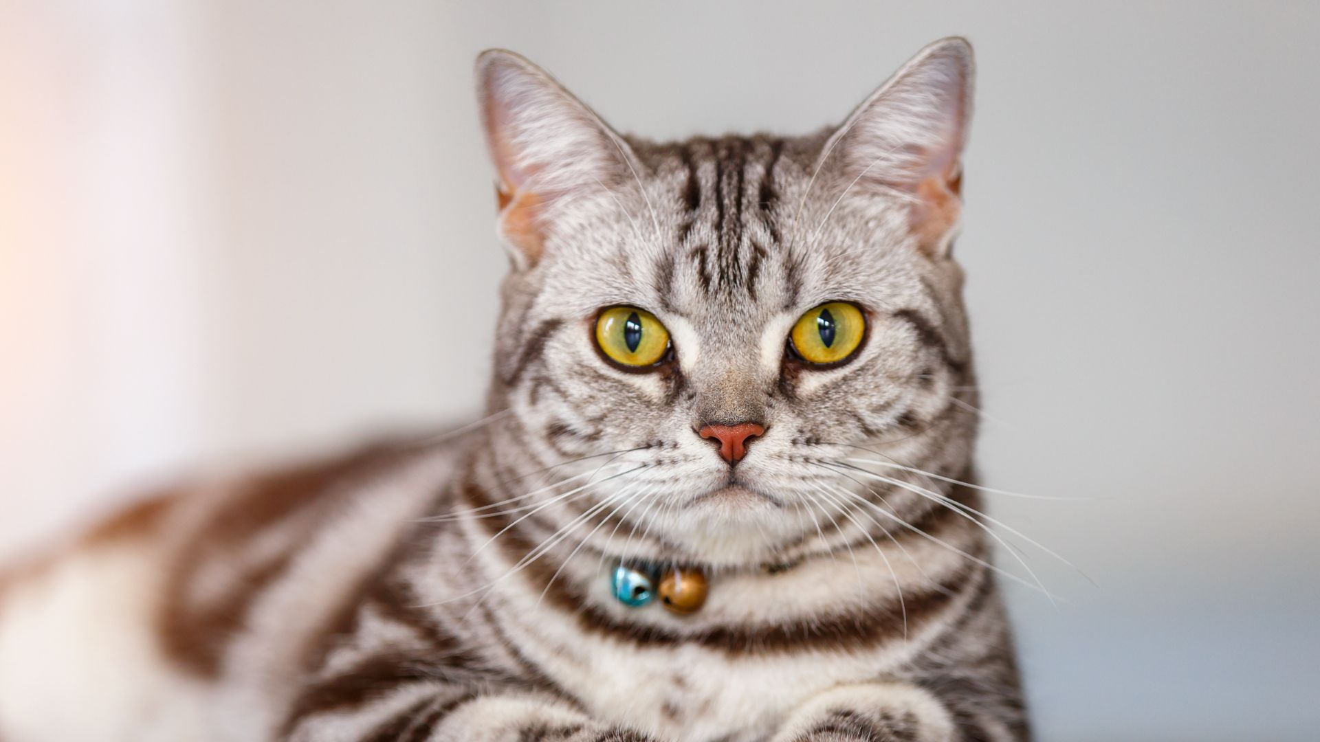 Silver and grey striped cat with yellow eyes looking into camera