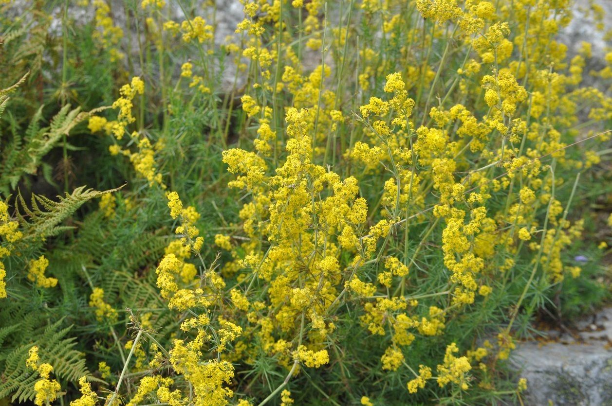 ladys bedstraw