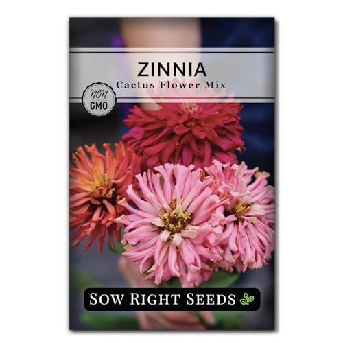Sow Right Seeds - Zinnia Cactus Flower Seeds for Planting - Beautiful Flowers to Plant in Your Garden - Non-Gmo Heirloom Seeds - Red and Pink Variety - Attract Pollinators - Beautiful Cut Flower (1)