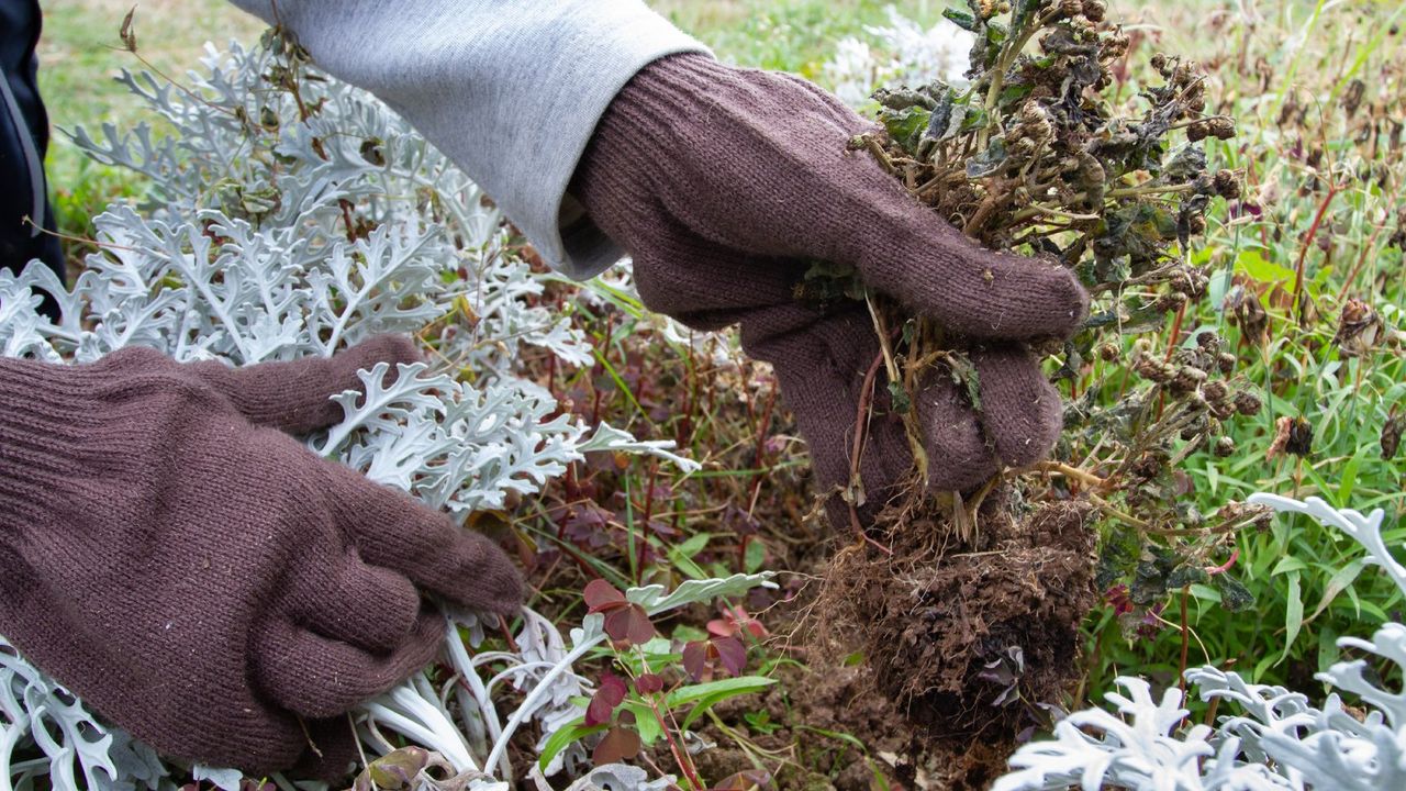 Gloved hands pulling weeds in a garden