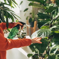 Woman sprays plants in flower pots with clean water from bottle. Closeup hand with sprayer. 