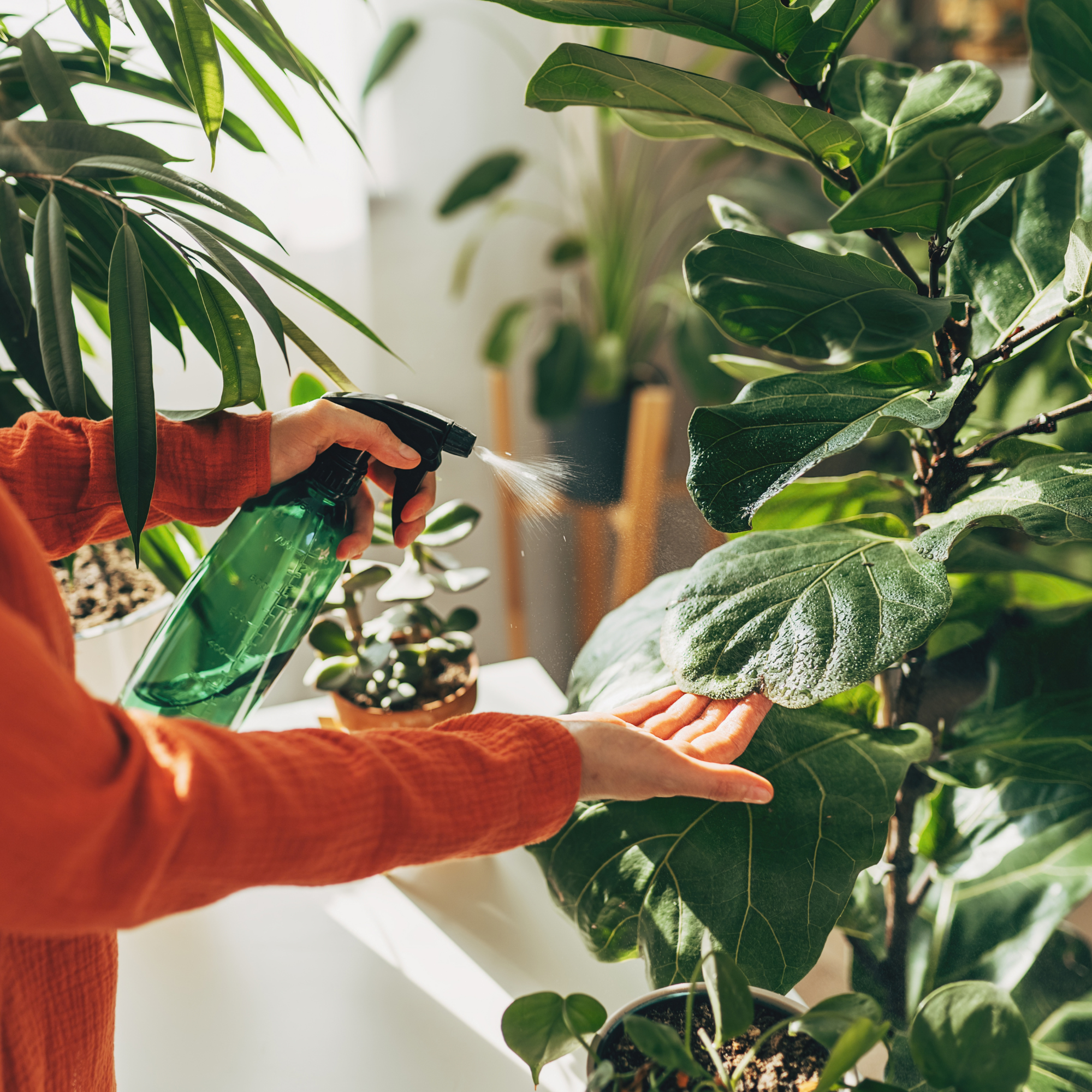 Woman sprays plants in flower pots with clean water from bottle. Closeup hand with sprayer. 