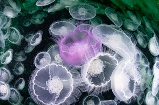 A Marriage of Jellyfish