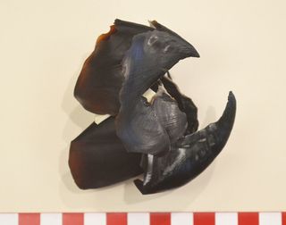 This is the beak of a modern Humboldt squid, used as a comparison model for identifying the fossil.