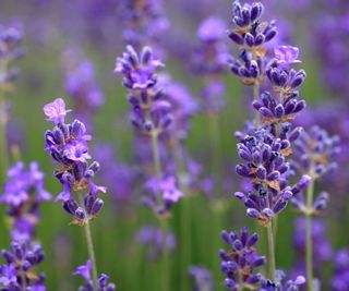 Close up of Lavender flowers