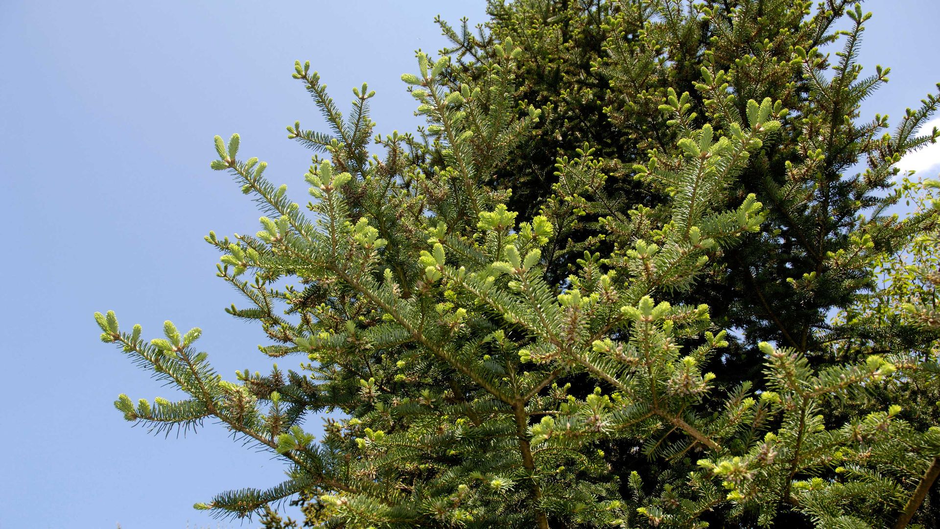 Balsam fir care and growing guide: expert tips | Gardeningetc