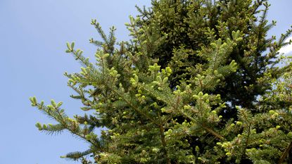 balsam fir tree with blue sky