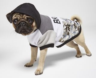 River Island dog clothing