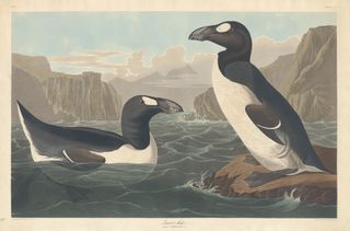 illustration of two great auks surrounded by rocky islands in the sea