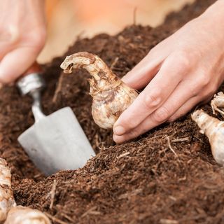 Hand planting daffodil bulbs into the ground