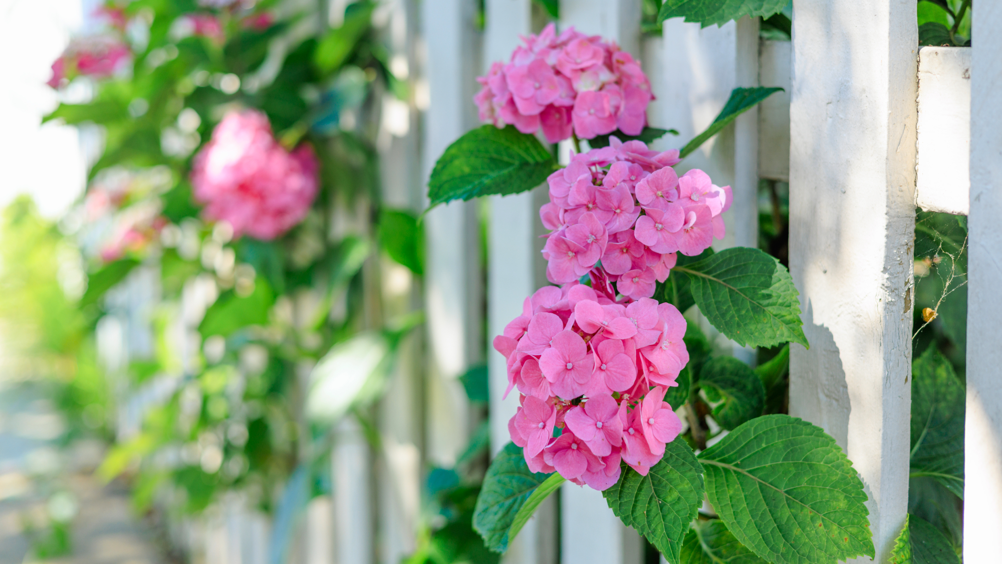 pink hydrangea flowers coming through white picket fence