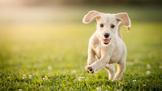 Puppy running at the park