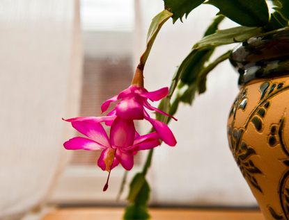 A Christmas cactus in bloom