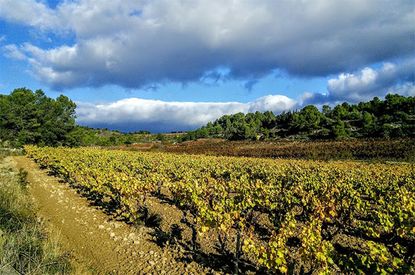 chateau faiteau, la liviniere, languedoc