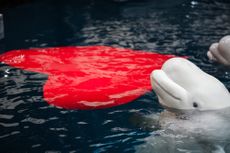 Beluga Whales with Valentine's Day Gift