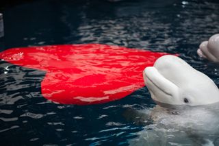 Beluga Whales with Valentine's Day Gift