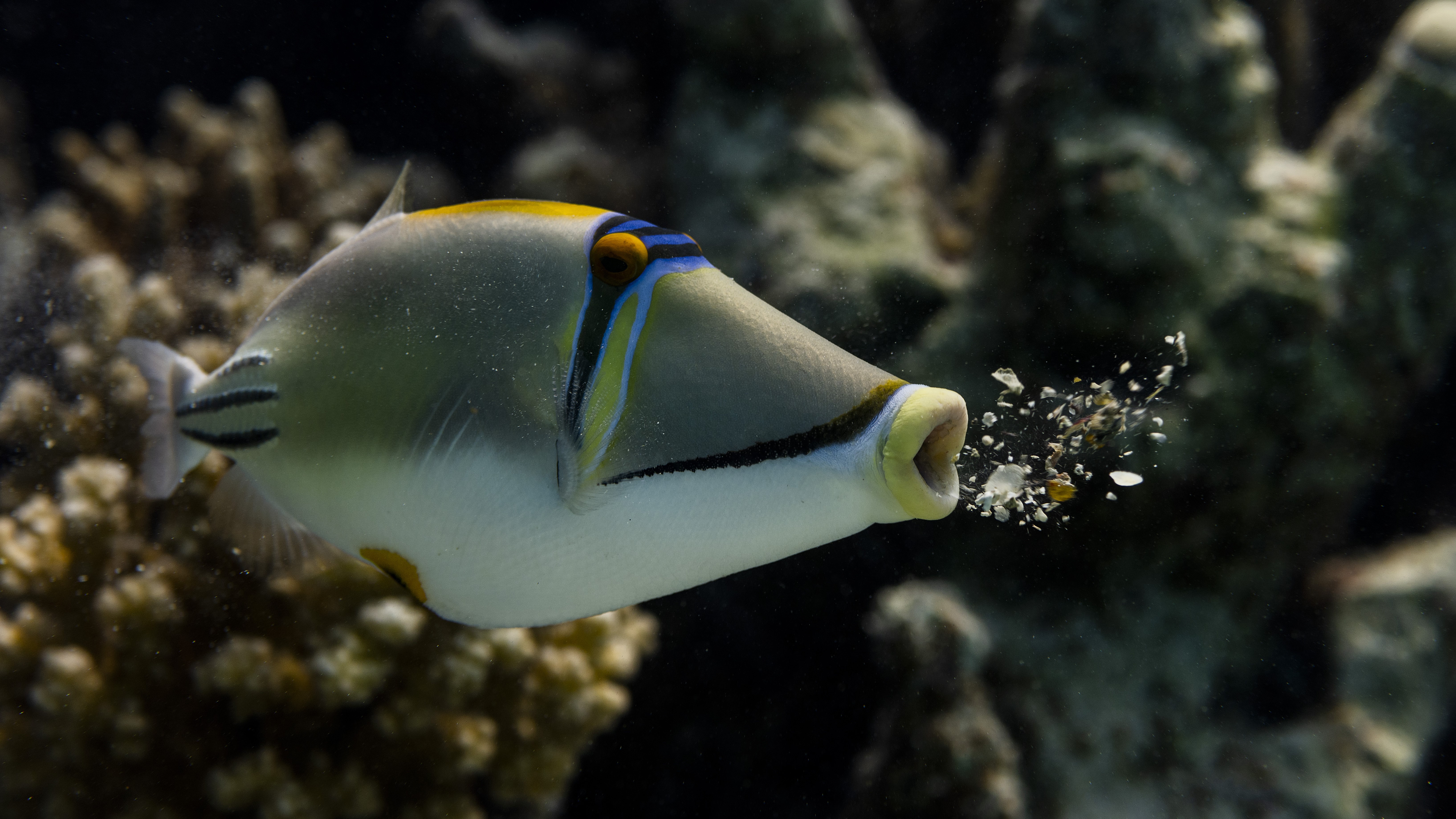 Un pez ballesta de Picasso escupe trozos de coral en un arrecife.