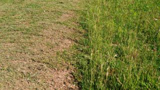 Side-by-side comparison of a heat-damaged brown lawn next to a revived green lawn
