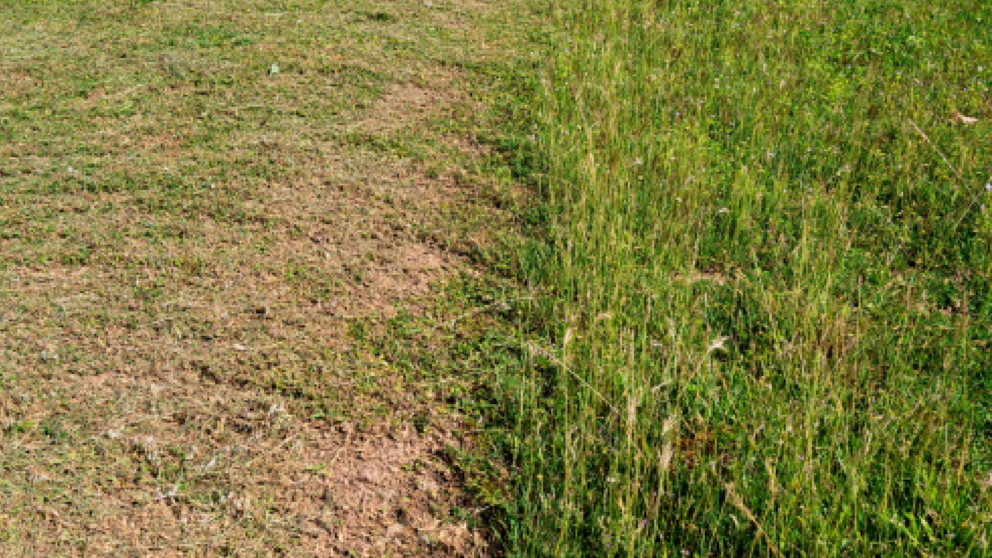 Side-by-side comparison of a heat-damaged brown lawn next to a revived green lawn