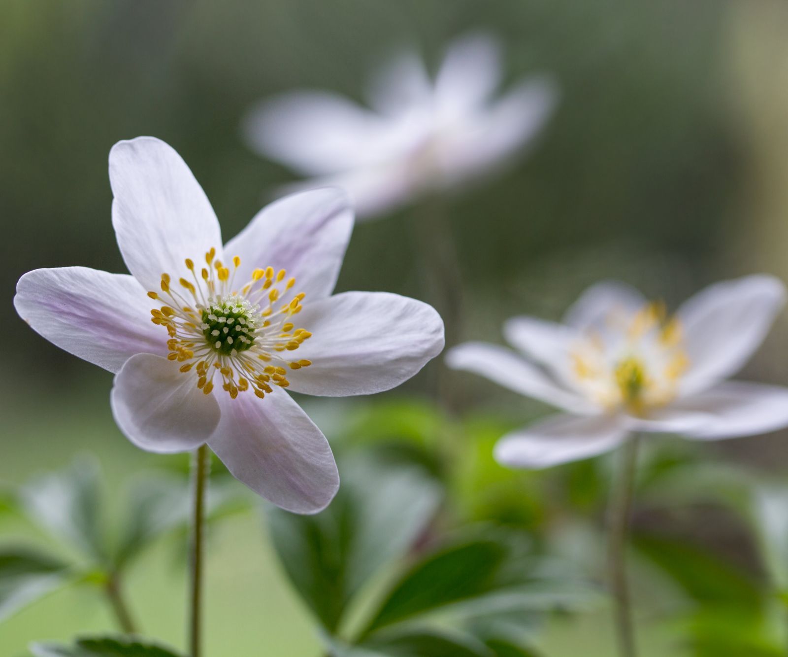when to plant anemone bulbs for healthy plants | Homes and Gardens
