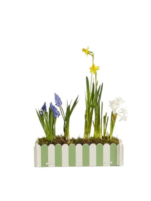 The Spring Bulbs Windowsill Planter