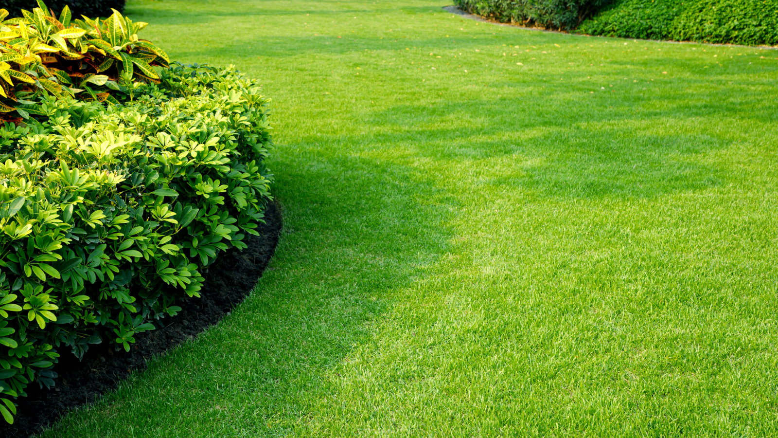 Beautifully manicured lawn and bushes