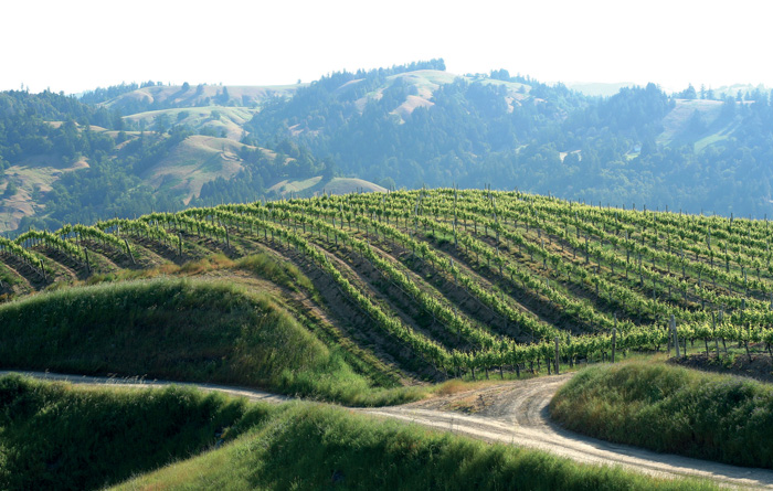 Hilltop vines of Hirsch Vineyards, within the high Fort Ross-Seaview AVA