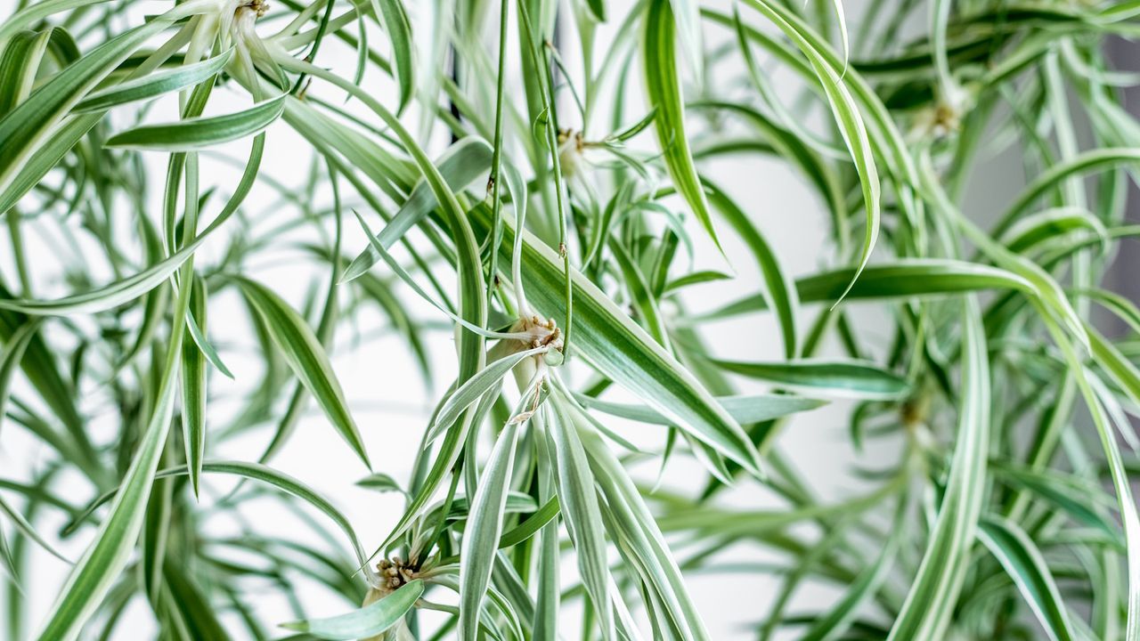 Close-up of baby spider plants hanging down from a mother plant