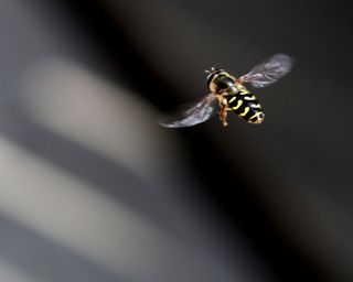 how to get rid of wasps - a wasp close up - anne-nygard-sTVhewRCaNI-unsplash