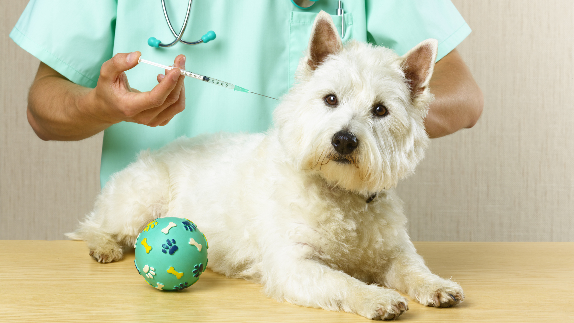 Dog receiving vaccination