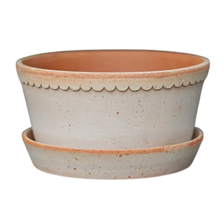 A terracotta clay scalloped bowl planter and saucer set