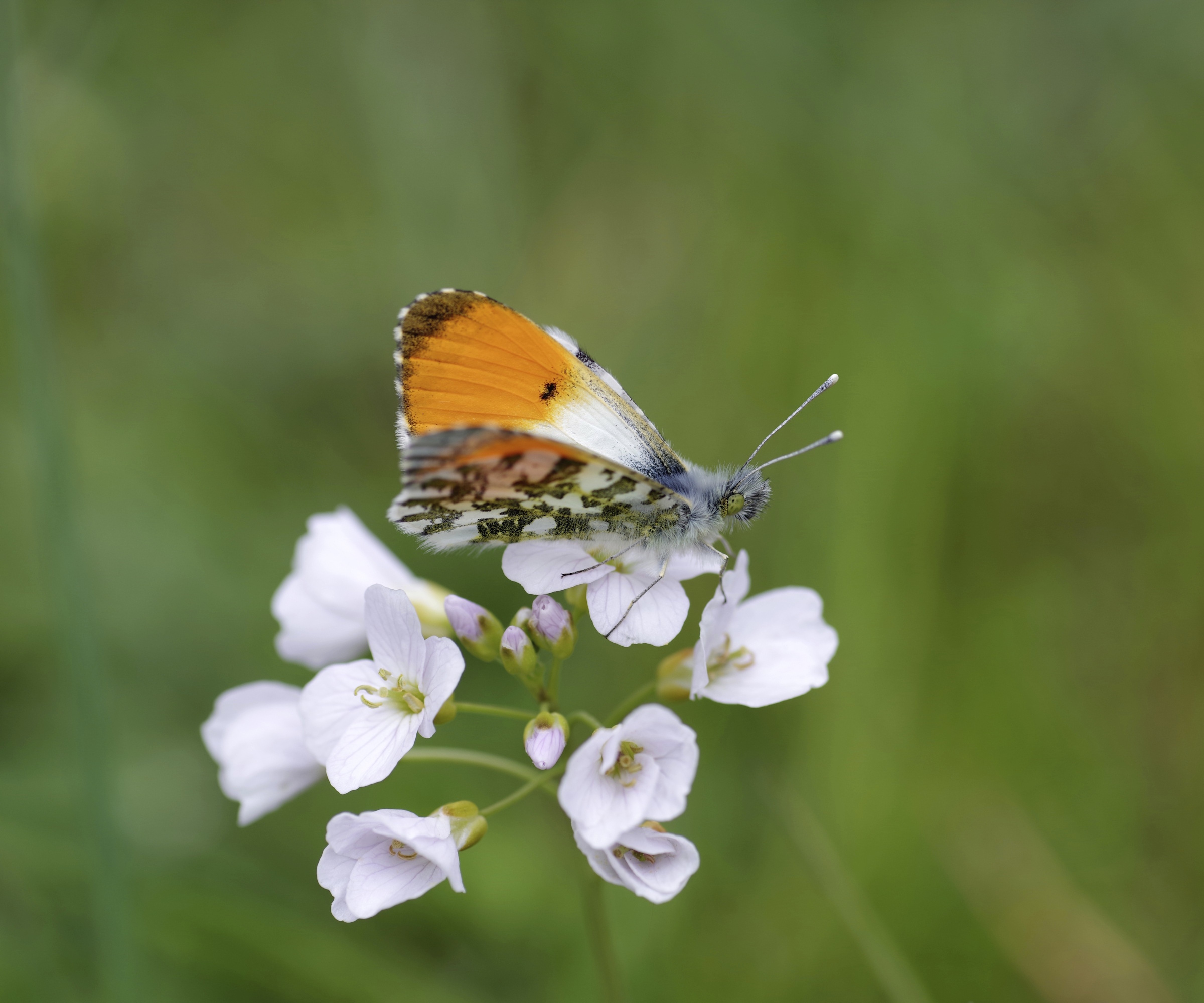 The aurora butterfly is sitting on the flower of the meadow foamwort