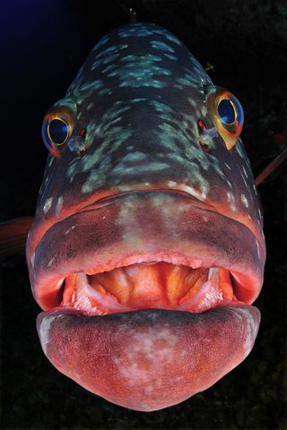 A grouper fish in the Canary Islands.