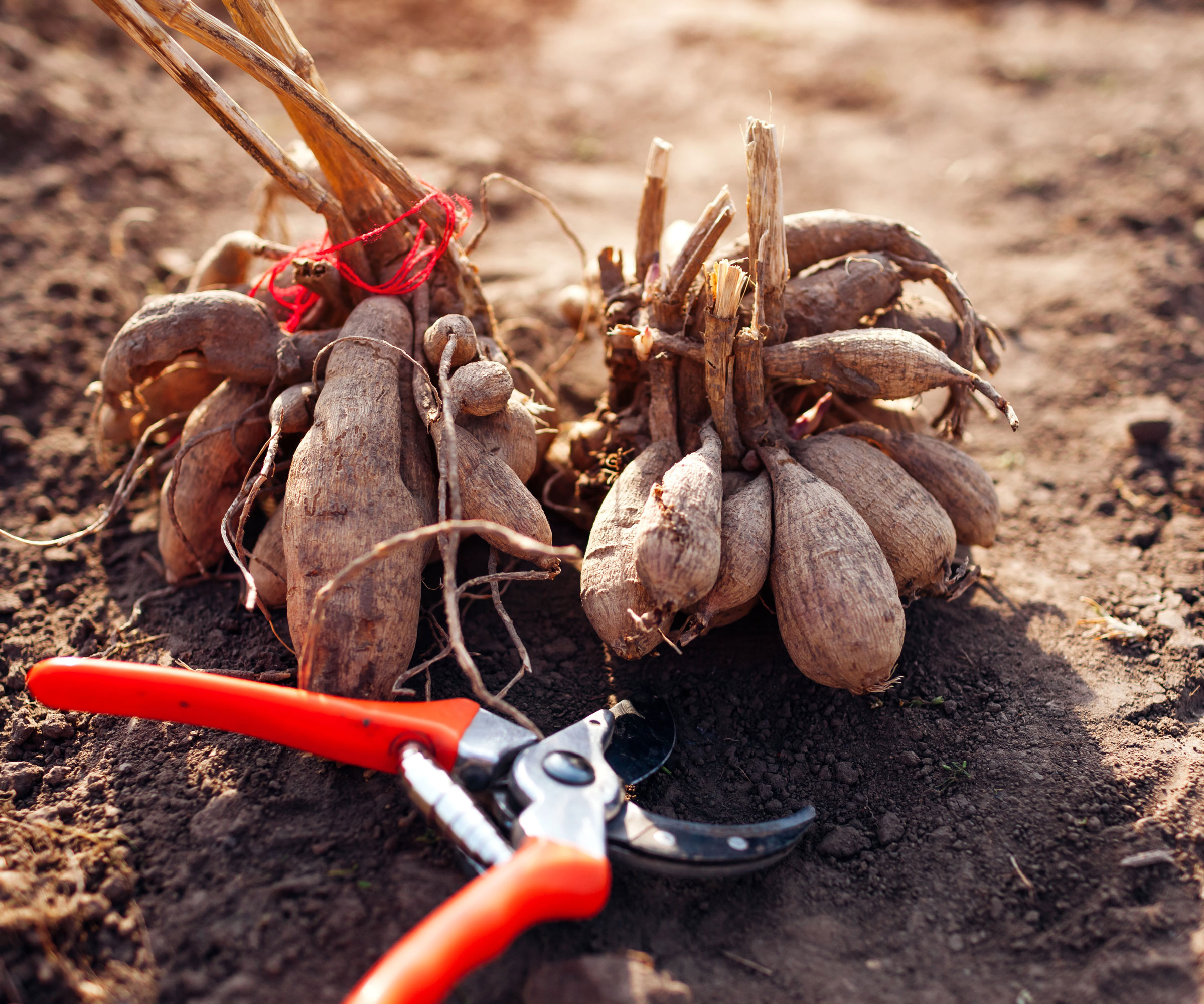 dahlia tubers on soil with red pruning shears